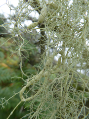 Usnea articulata