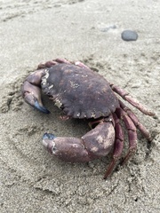 Romaleon antennarium