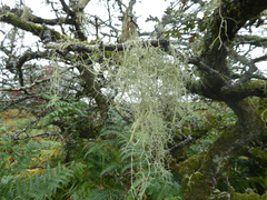 Usnea articulata