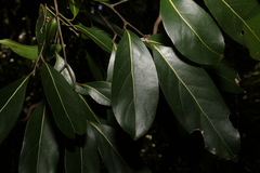 Cryptocarya microneura