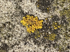 Xanthoria