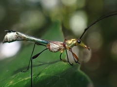 Enchoptera nigricornis