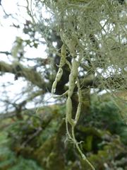 Usnea articulata
