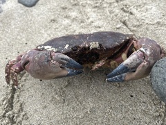 Romaleon antennarium