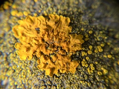 Xanthoria