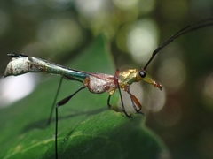 Enchoptera nigricornis