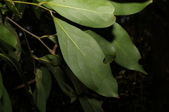 Cryptocarya microneura