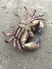 Romaleon antennarium