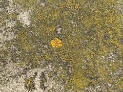 Xanthoria