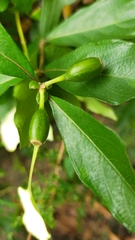 Mussaenda formosanum