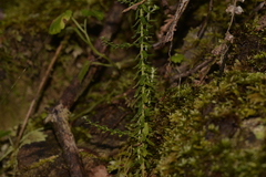 Ozothamnus diosmifolius