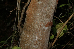 Cryptocarya microneura