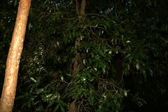 Cryptocarya microneura