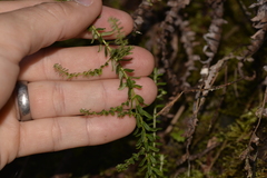 Ozothamnus diosmifolius