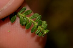 Ozothamnus diosmifolius