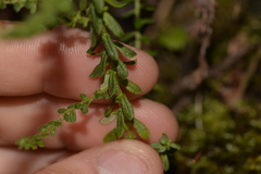 Ozothamnus diosmifolius