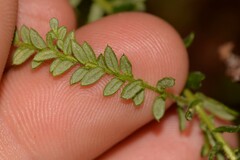 Ozothamnus diosmifolius