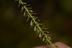 Ozothamnus diosmifolius