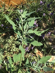 Chenopodium