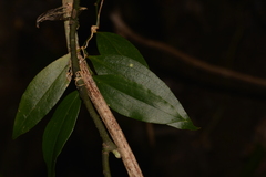 Petermannia cirrosa