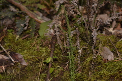 Ozothamnus diosmifolius