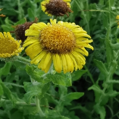 Pulicaria dysenterica
