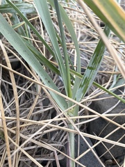 Leymus mollis