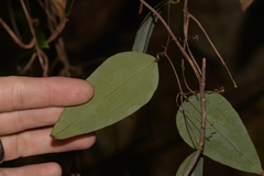 Smilax glyciphylla