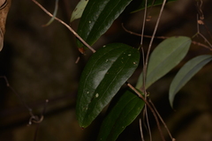 Smilax glyciphylla