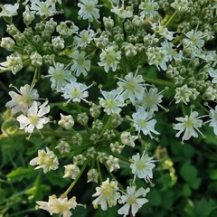 Heracleum sphondylium