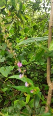 Tadehagi triquetrum