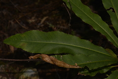 Anopterus macleayanus