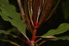 Anopterus macleayanus