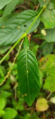 Tadehagi triquetrum