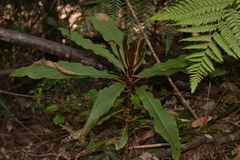 Anopterus macleayanus