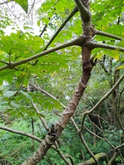 Aralia decaisneana