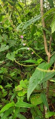 Tadehagi triquetrum