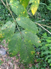 Aralia decaisneana