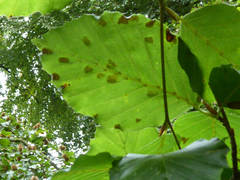Aceria nervisequa