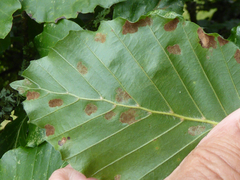 Aceria nervisequa