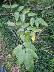 Aralia decaisneana