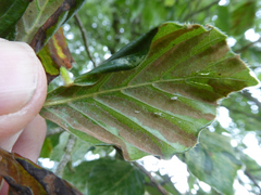 Aceria nervisequa