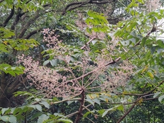 Aralia decaisneana