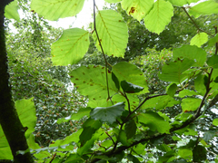 Aceria nervisequa