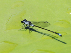 Ischnura pruinescens