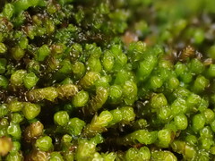 Marsupella emarginata