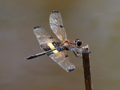 Rhyothemis phyllis