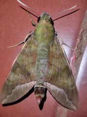 Nephele comma