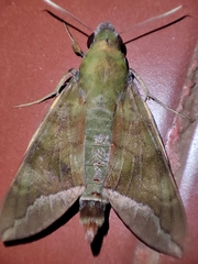 Nephele comma