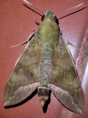 Nephele comma